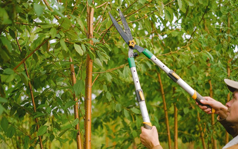 Tree trimming in Roseburg, OR
